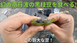 【秋の味覚】京丹波の黒枝豆を買ってすぐ食べる！【幻の黒い枝豆】