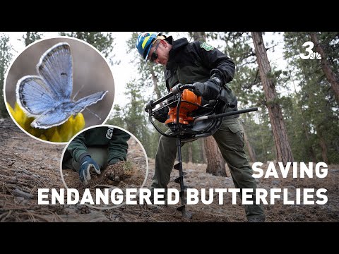 Planting 1,500 rubberweeds to save Mt. Charleston blue butterfly