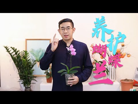 蝴蝶兰怎么养？园艺师教你，轻松学会养蝴蝶兰