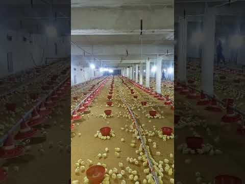 poultry farm #poultryfarmbusinessplan  #broilerchicken #chickenfarming #murgifarm #ecpoultryfarm