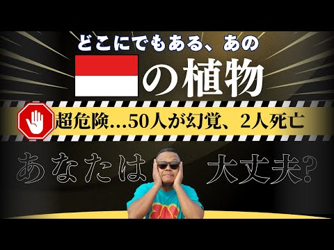 死亡者も...日常的あの植物で恐怖の「幻覚植物」とは(インドネシア語字幕) by Harinya Japanesia