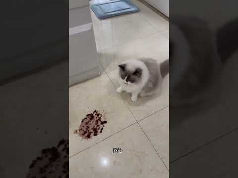 我家猫把我吓了一跳… #记录猫咪日常 #猫咪带娃