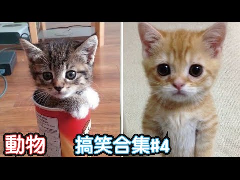 🤣2022最搞笑的寵物影片🐱🐶笑到噴飯#4/Funny Animals Video/貓/狗/cat/dog/pet/