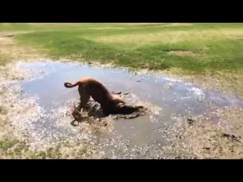 Maisie the Dogue De Bordeaux and the muddy puddle!