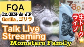 Merry Christmas 25th 🔔 Momotaro family, Gorilla ( Happy Holidays)  メリークリスマス🔔 モモタロウ家族、京都市動物園、ゴリラ