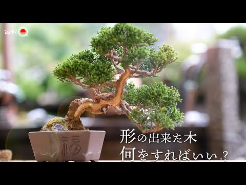 What kind of work do you do when you buy a finished shinpaku? [Bonsai Q]