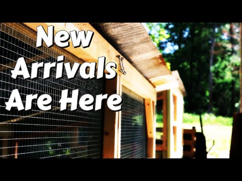 Let' Hope They Love Their Home | DIY Rabbit Hutch | Shed To Cabin