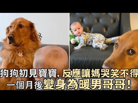 狗狗第一次見寶寶,反應讓媽哭笑不得,一個月後變身為暖男哥哥!｜搞笑｜狗狗｜寵物｜黃金獵犬