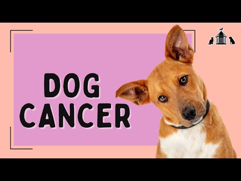 How to Handle Dog Cancer