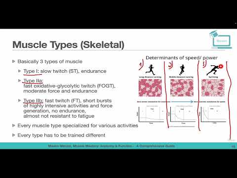 Muscle Types of Skeletal Muscles Type I