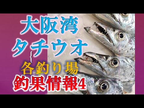 2019年9月24日現在　タチウオ調査団　 その4　　大阪湾　　おかっパリ　太刀魚　各釣り場の釣果情報　釣り場情報　　和歌山　大阪　神戸