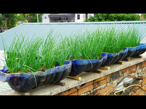 Growing Onions In Plastic Bottles Is Simple And Effective.