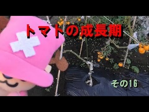 トマトの成長期（第18週目）