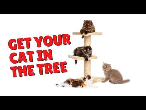 How To Get Your Cat To Like A Cat Tree Again | Two Crazy Cat Ladies #shorts