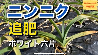 ニンニクの追肥【ホワイト六片】【家庭菜園】