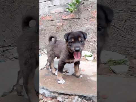 బిట్టు మనోహర్ ఐపీఎస్🐕🤣 #shorts #cutepuppy #ytshots