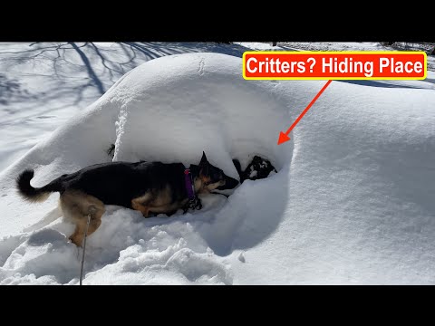 Ep196 Our German Shepherd looking for critters and found the critter's sanctuary! Snow-covered shrub