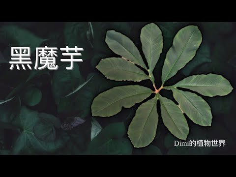 太帅了！！！黑魔芋 - Amorphophallus atroviridis种植介绍