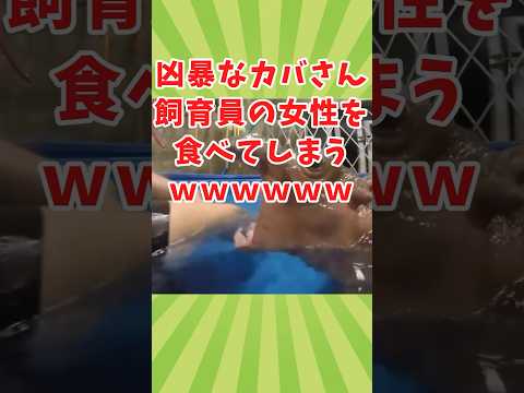 動物の可愛い動画見て癒されたら寝ろwww　#2ch動物スレ #動物 #カバ #shorts #2ch