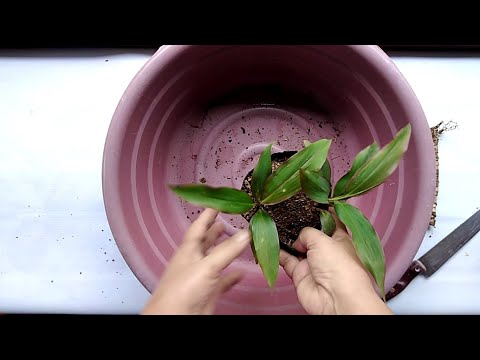 How to Propagate DRACAENA / TI PLANT by Anak Bukid