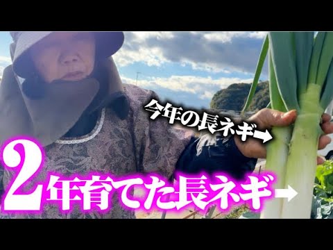 1年物とは明らかに太さが違う！【長期栽培ネギ】2年越の栽培で立派なネギが収穫出来ます【糖度も測定】【味十八番】【横浜植木】