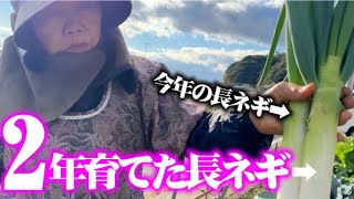 1年物とは明らかに太さが違う！【長期栽培ネギ】2年越の栽培で立派なネギが収穫出来ます【糖度も測定】【味十八番】【横浜植木】