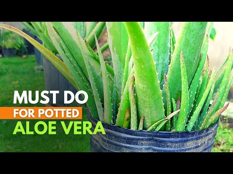 Why You Should Separate Aloe vera Pups