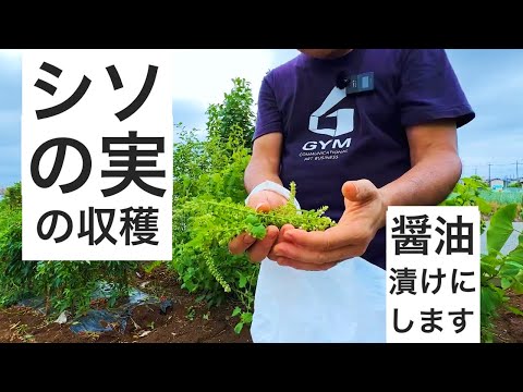 シソの実を収穫して美味しい醤油漬けにして実食します。