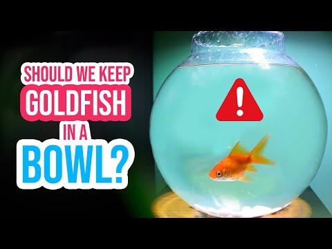 STOP Keeping Goldfish in a Fish Bowl!