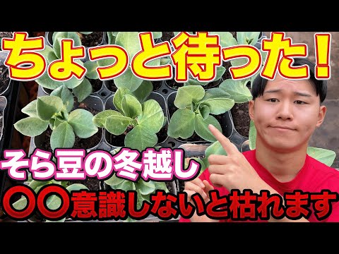 【ビニールかけて安心しないで】そら豆栽培で冬越しする際に気をつける事教えます！