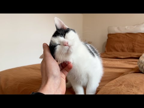 Foster kitty discovers the pleasure of head scratches