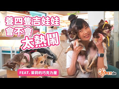 養四隻吉娃娃會不會太熱鬧 Feat.茉莉的巧克力屋 【寵物知識+】｜#哈寵PETube 第245集