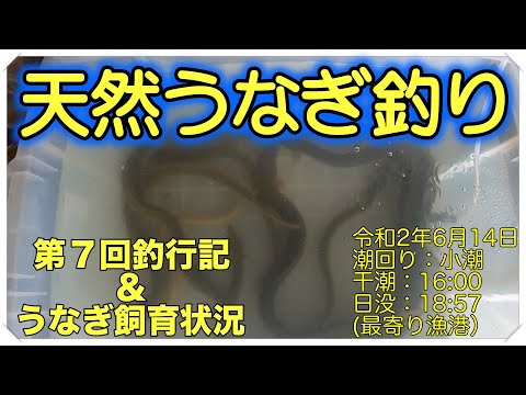 令和2年6月14日 うなぎ釣り (天然うなぎ)  第7回釣行記 ドバミミズ使用