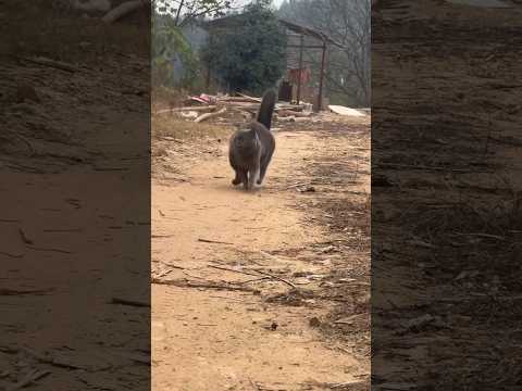 running 🐈‍⬛ #cat #meowsome #cute #meowed #meowmoew #funny #meows #pets #kitten #meowoos #catshorts