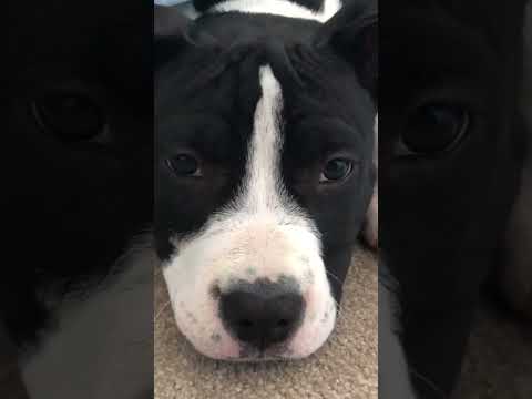 Puppy hides under bed #dog #pitbull #puppy #funny #cute #ozziereviews #amstaff #puppies #dogs #dogo