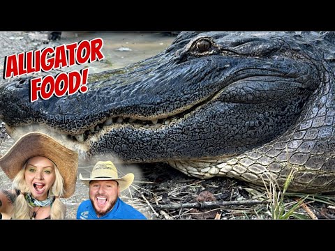 Big Alligator Feeding!