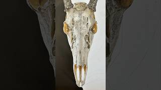 Deer Skull Time Lapse #paintingtimelapse #timelapseart