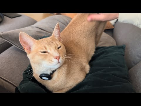 Golden boi rewards Hooman with a kiss after petting session