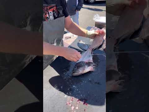 Is This Fast? #fish #fillet #rockfiah #seabass #fast #oregon #saltwater #clean #depoebay