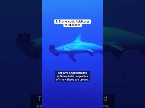 5 Things Sharks Do for You