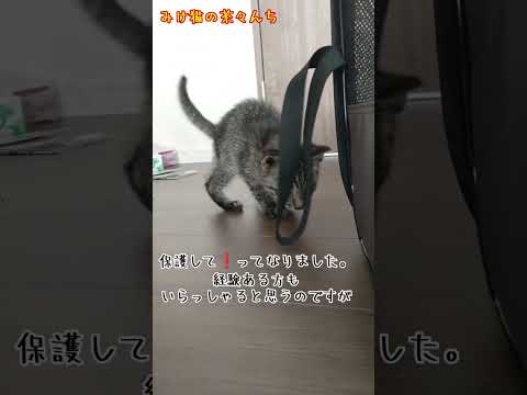 仁希が家族になった理由　#子猫#猫のいる暮らし #cute#保護猫#silvertabby