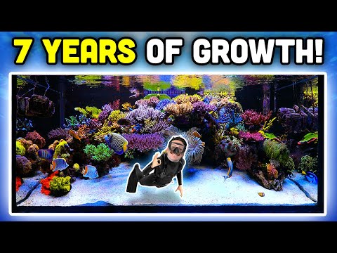 INSANE Reef Aquarium! Keys to AMAZING Coral Growth and Fish Keeping!