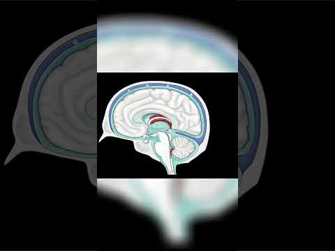 Flow and Drainage of CSF #shorts  #science #anatomy #doctor