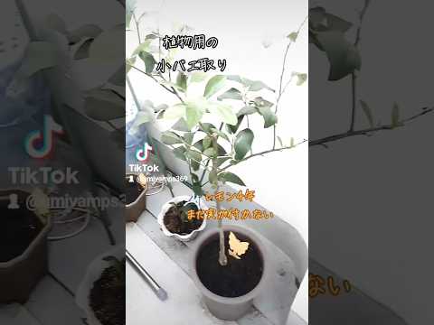 #植物用コバエ取り #コバエ取り #めちゃ取れる