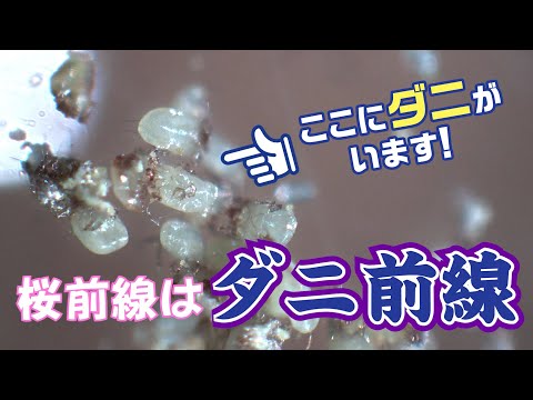 【危険】桜前線が来たらダニ前線！！！