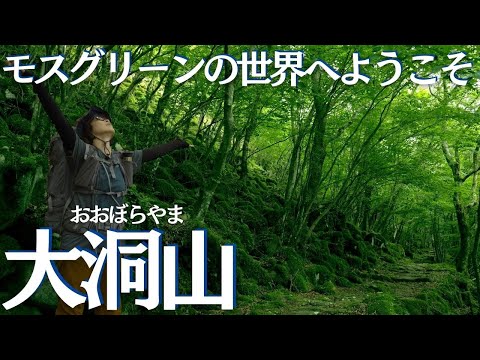 真夏の涼はここ！モスグリーンの森林セラピー、大洞山 ヘタレ夫婦登山Vol.91