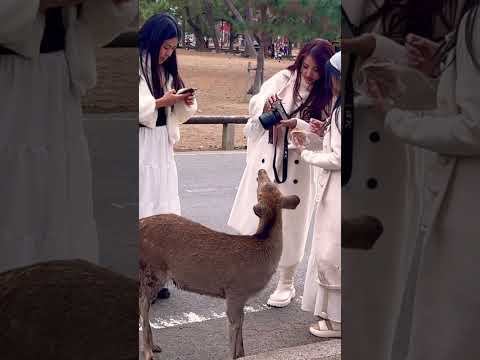 カメラ確認中の観光客📸🫎奈良公園