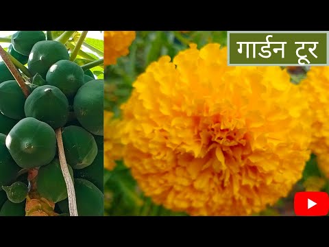 Beautiful garden/seasonal flowers /marigold flower /genda ke Phool /genda me jyada Phool lane ke tar