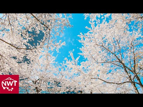 Cherry Blossoms Compilation 4K - Next year for sure!