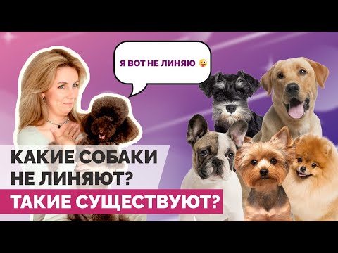 Не линяющие породы собак! Список пород, с которых дома нет шерсти